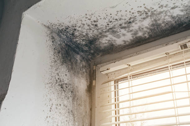 Affordable Hvac And Air Duct Mold Remediation solutions in Whitehall, MI